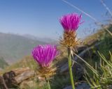 Psephellus caucasicus. Верхушки побегов с соцветиями. Кабардино-Балкария, Черекский р-н, окр. с. Бабугент, северо-восточный склон горы Чегетджара, ≈ 2800 м н.у.м., альпийский луг. 28.07.2025.