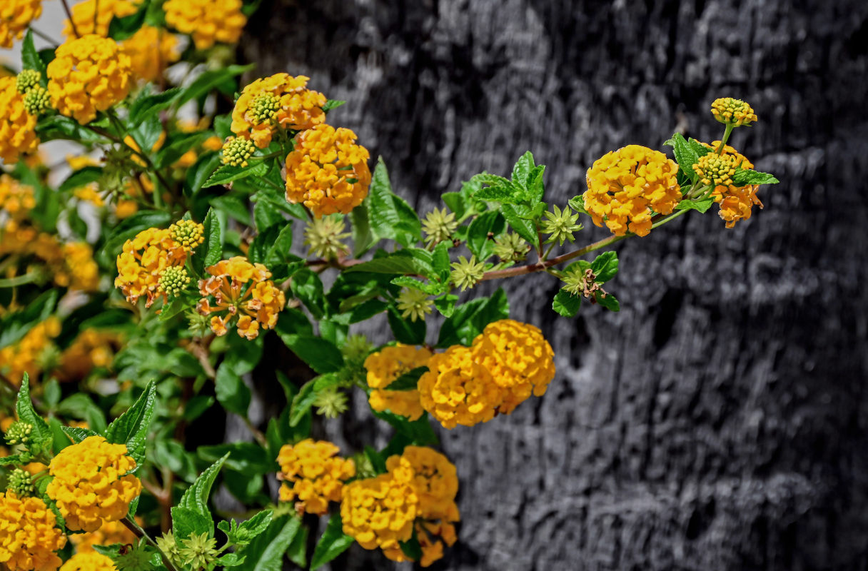 Image of Lantana &times; strigocamara specimen.