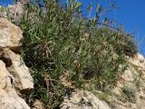 Nerium oleander. Вегетирующее растение. Турция, Анталья, на песчаниковых скалах высокого морского берега. 28 декабря 2025 г.