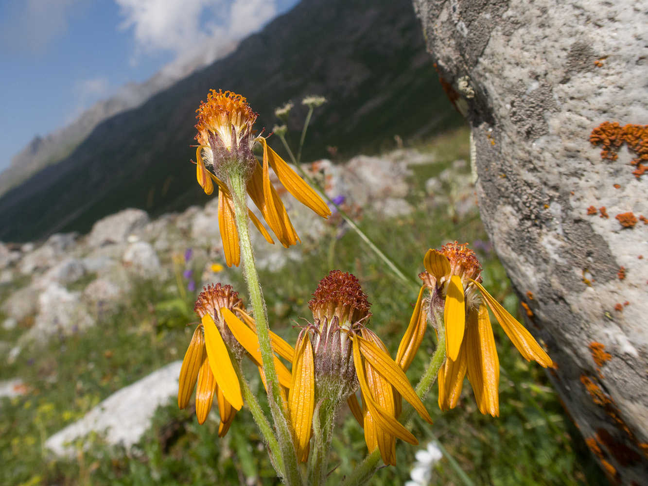 Изображение особи Tephroseris caucasigena.