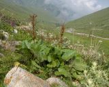 Rumex alpinus. Плодоносящие растения. Кабардино-Балкария, Черекский р-н, дол. р. Чайнашки, ≈ 2000 м н.у.м. приречный луг, моренные отложения. 29.07.2025.