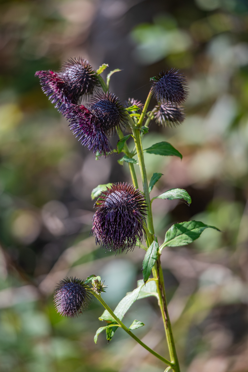 Изображение особи Synurus deltoides.