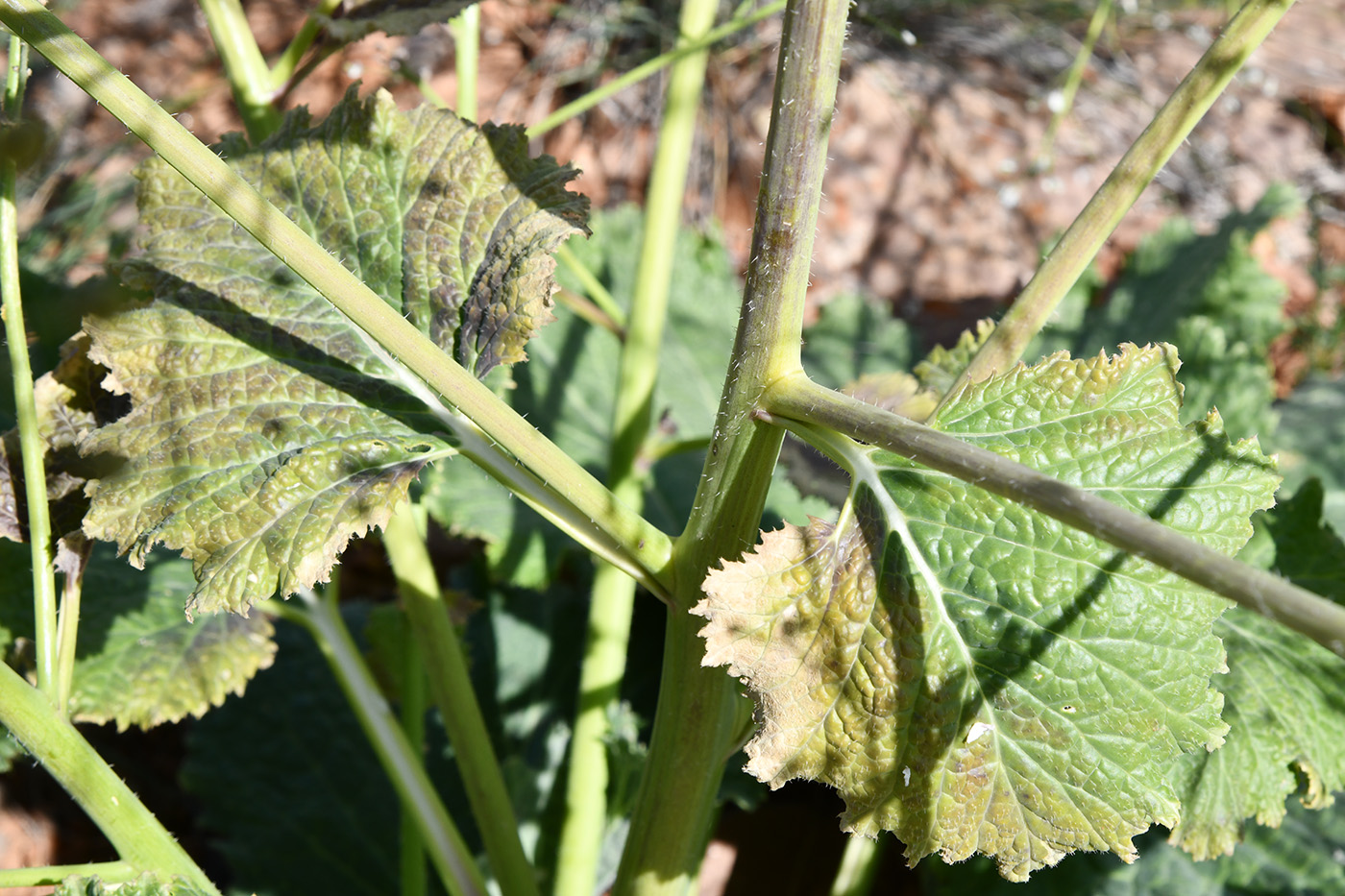Image of Crambe kotschyana specimen.