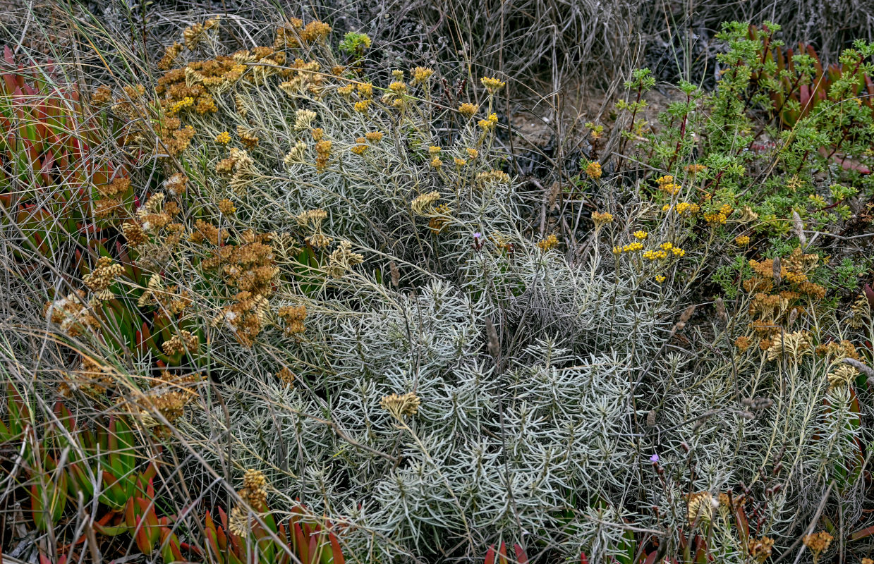 Image of Helichrysum italicum specimen.