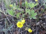 Potentilla humifusa