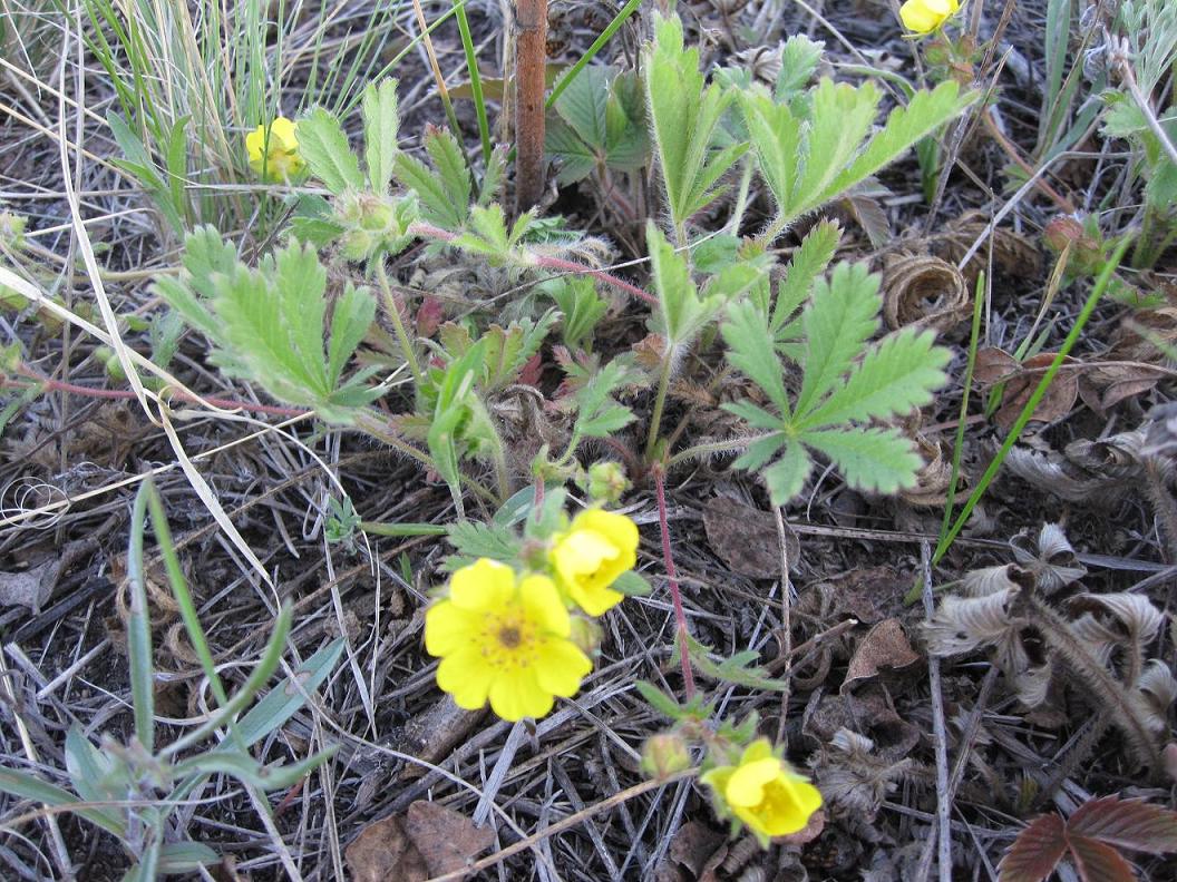 Image of Potentilla humifusa specimen.