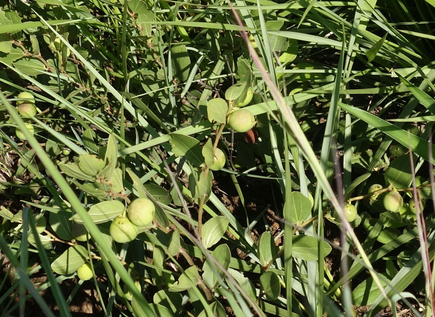 Image of Chrysobalanus icaco specimen.