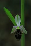 Ophrys oestrifera. Цветок. Крым, окр. пгт Гурзуф, лиственный лес, заросли иглицы понтийской. 09.05.2025.