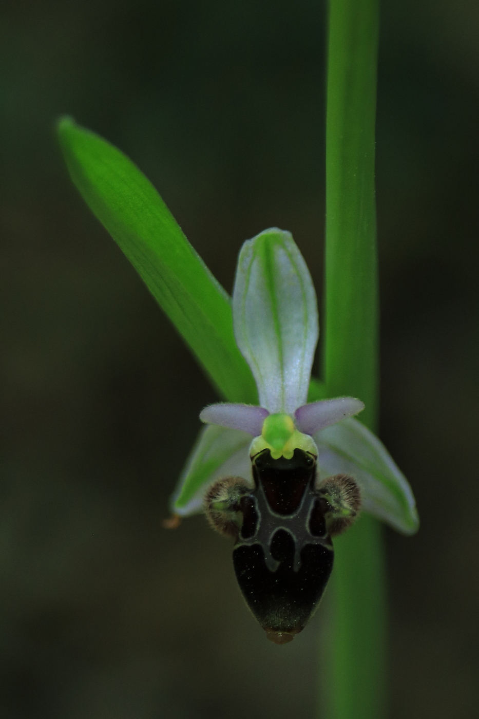 Image of Ophrys oestrifera specimen.