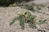 Astragalus utriger. Цветущие растения. Крым, Севастополь, ур. Ласпи, песчано-глинистый склон. 07.05.2026.