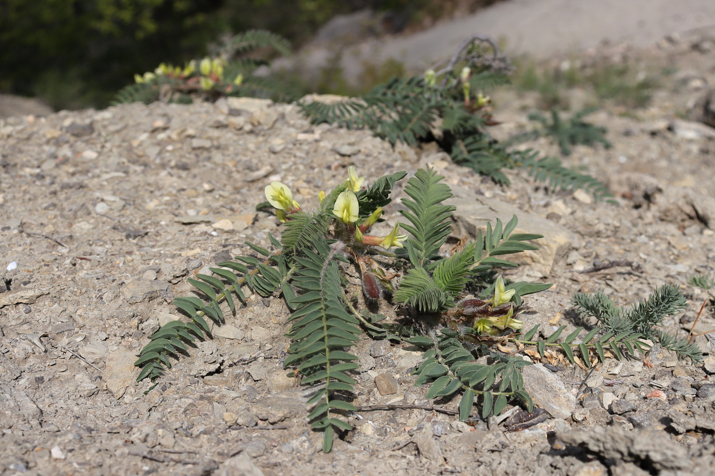 Изображение особи Astragalus utriger.