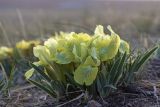 Iris potaninii. Цветущее растение. Забайкальский край, Ононский р-н, сев. берег оз. Зун-Торей, подножие г. Куку-Хадан, степь. 06.05.2026.