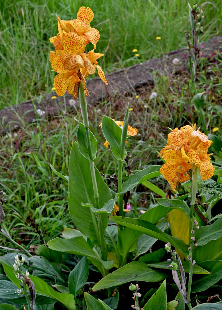 Image of Canna × generalis specimen.