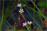 genus Cerastium. Верхушки побегов цветущих растений. Московская обл., Раменский р-н, окр. дер. Хрипань, садовый участок. 22.06.2026.