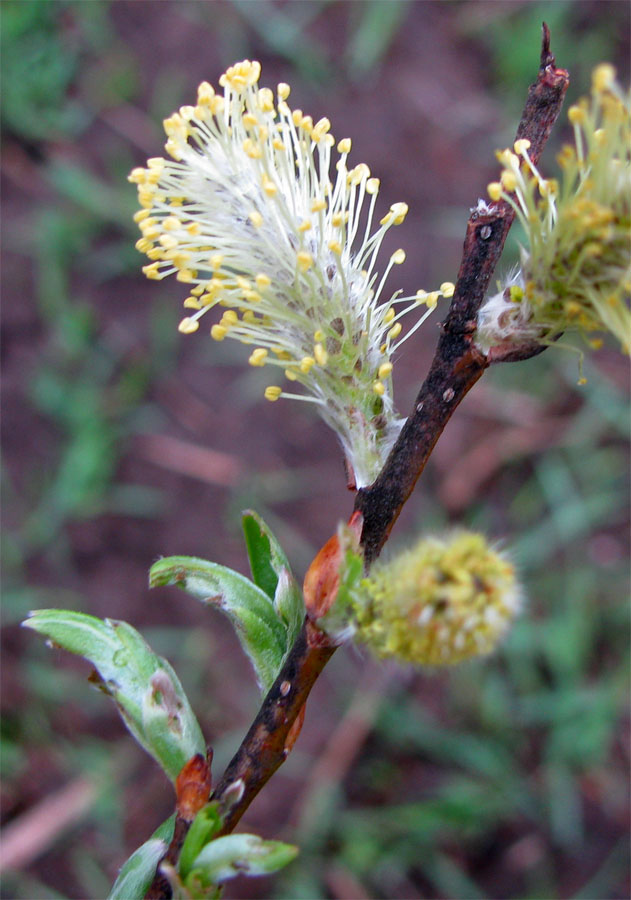 Изображение особи Salix myrsinifolia.