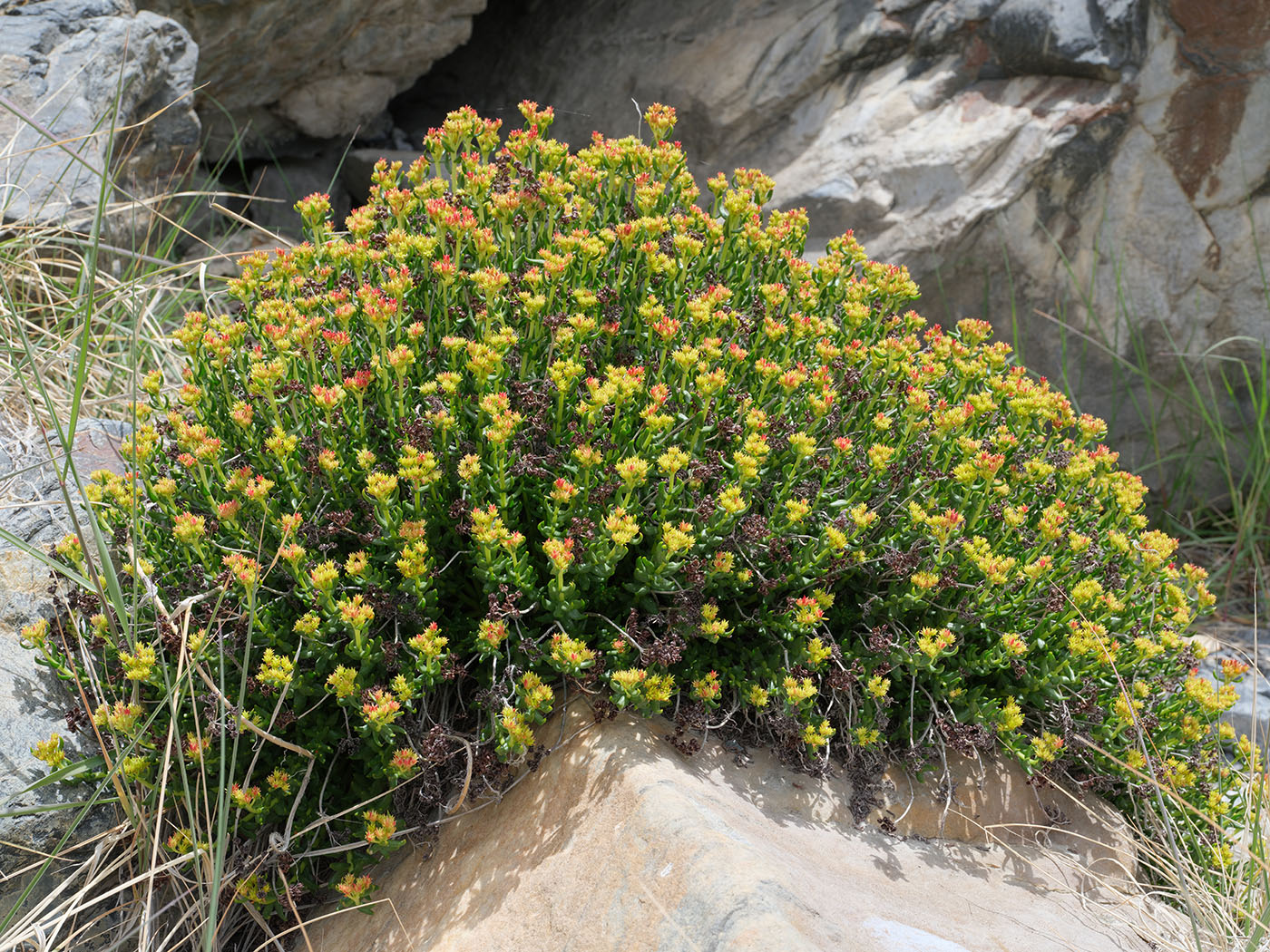 Изображение особи Rhodiola gelida.