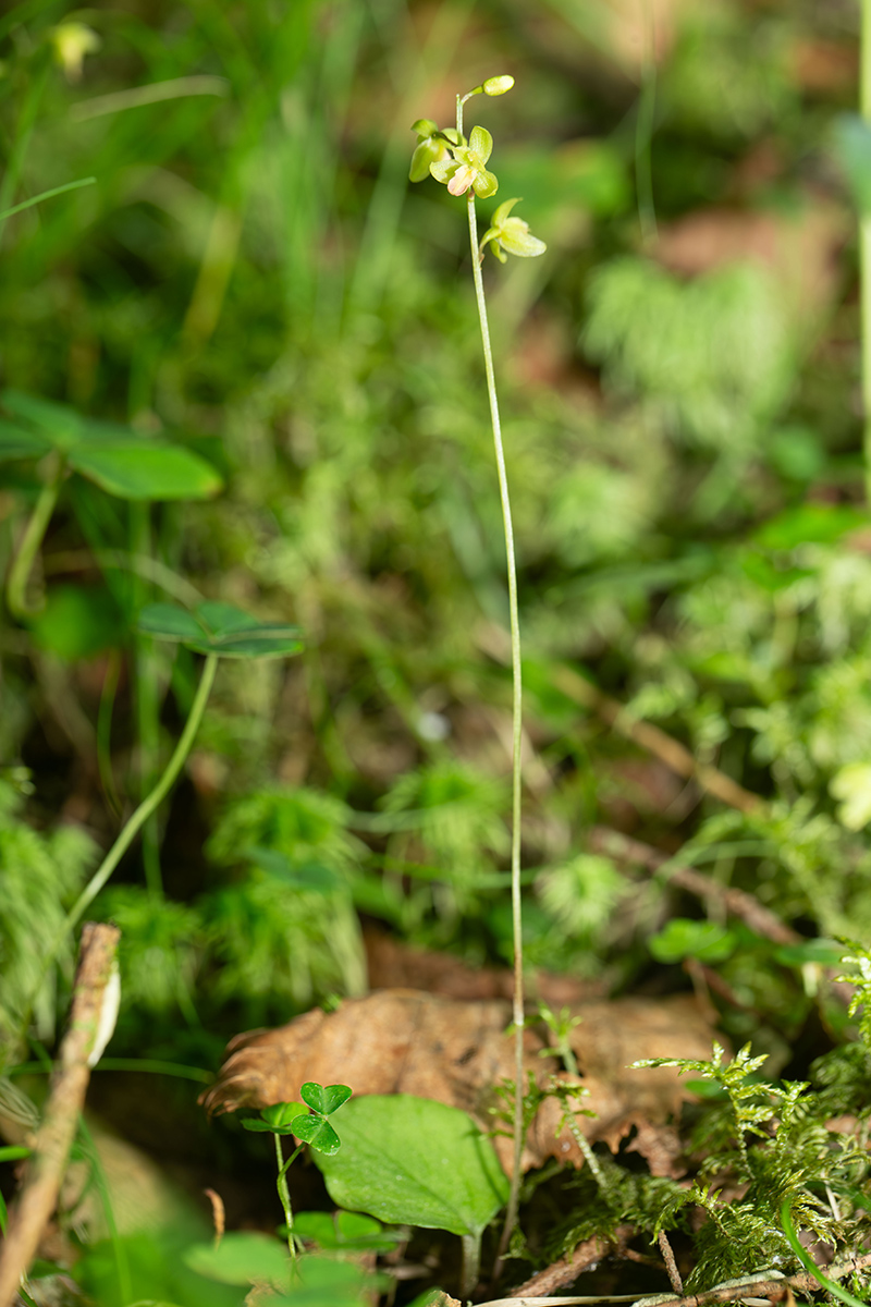 Image of Ephippianthus schmidtii specimen.
