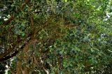 Ficus macrophylla. Ветви плодоносящего дерева. Португалия, г. Лиссабон, в культуре. 10.08.2025.