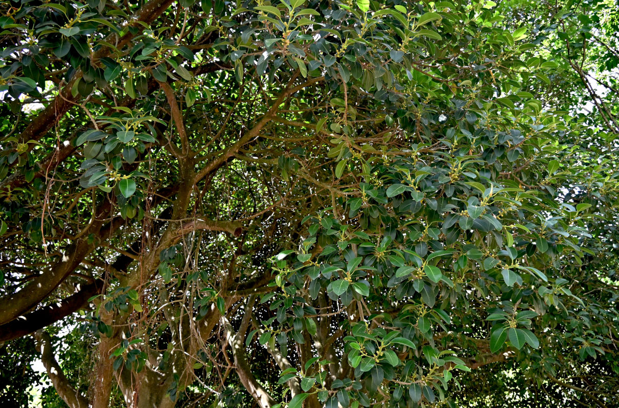 Image of Ficus macrophylla specimen.