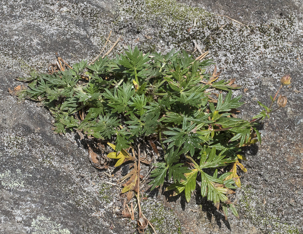 Image of Potentilla arctica specimen.