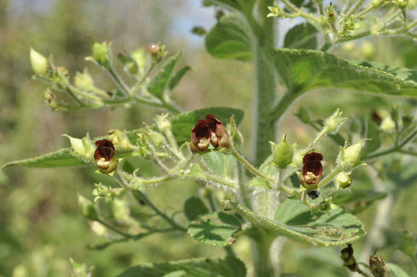 Image of Scrophularia maximowiczii specimen.