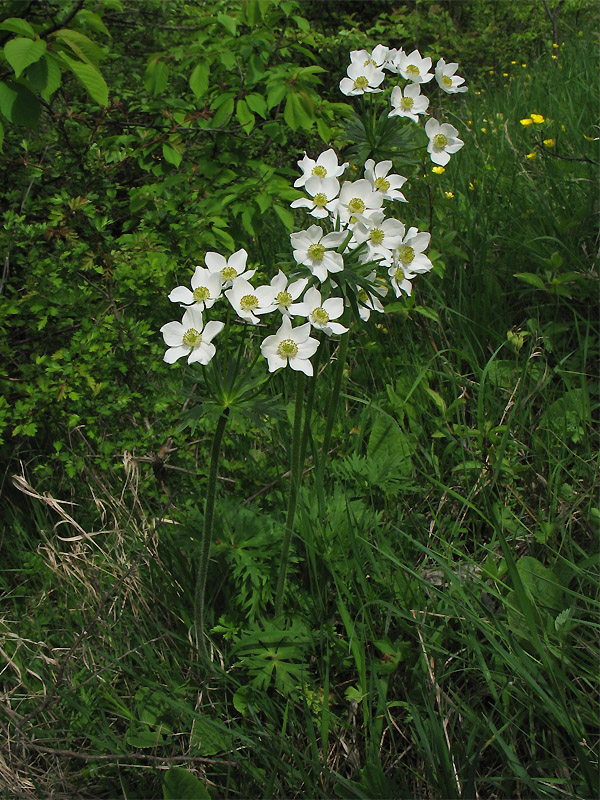 Изображение особи Anemonastrum narcissiflorum.