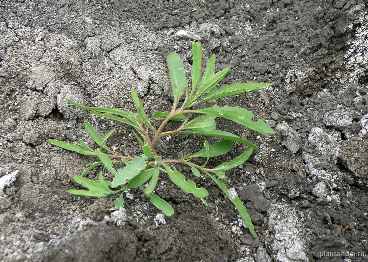 Image of Atriplex patens specimen.