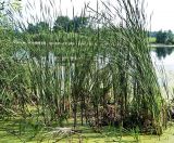 Typha angustifolia