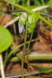 Viola epipsila. Расцветающее растение на кочке в пойменном березняке. Видно опушение нижней стороны листа. Мурманская обл., Североморский р-н, окр. пос. Росляково. 02.06.2011.