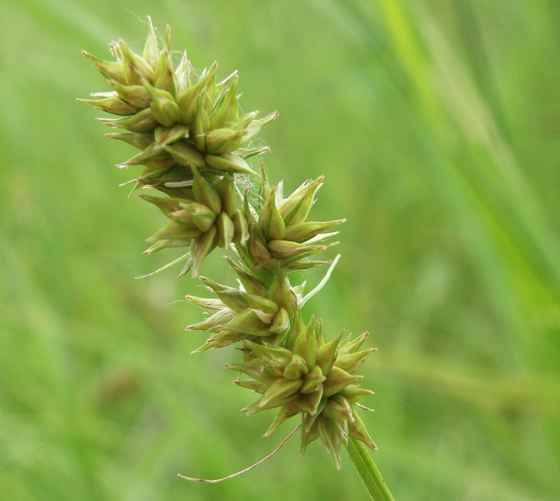 Изображение особи Carex otrubae.