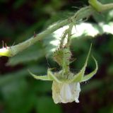 Rubus matsumuranus