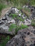 Heracleum sibiricum