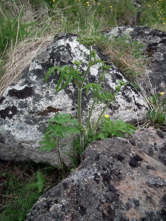Image of Heracleum sibiricum specimen.