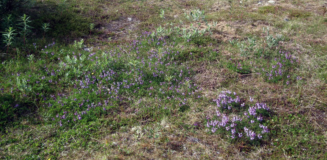 Изображение особи Astragalus subpolaris.