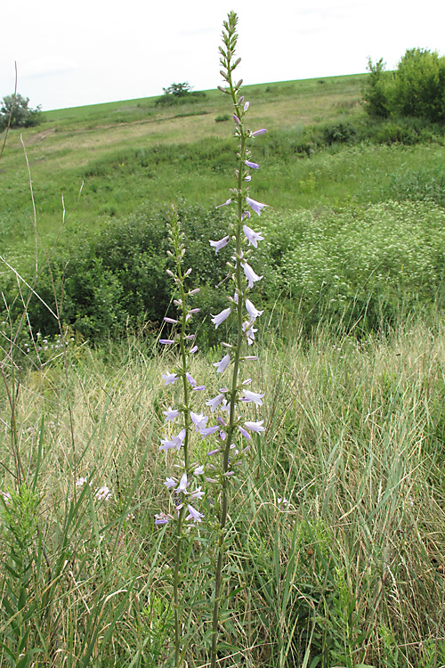 Изображение особи Campanula bononiensis.