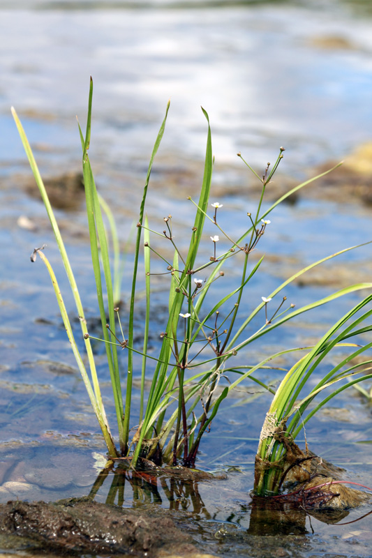 Image of Alisma gramineum specimen.