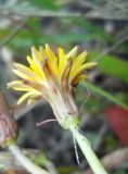 Taraxacum bessarabicum