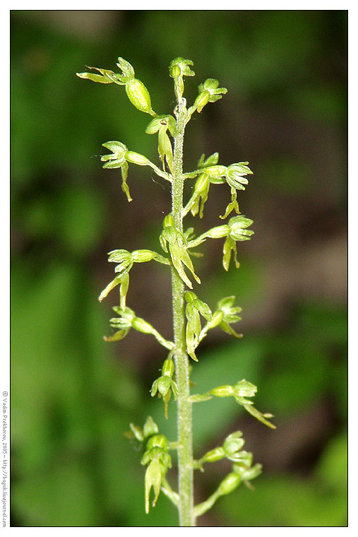 Изображение особи Listera ovata.