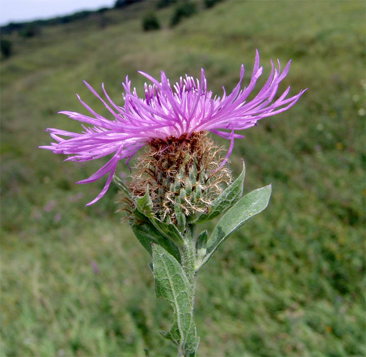 Изображение особи Centaurea abnormis.