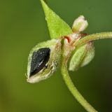 Fallopia convolvulus. Часть побега с цветком и плодами; видна поверхность плода в частично удалённом околоцветнике. Республика Татарстан, национальный парк \"Нижняя Кама\". 18.08.2011.