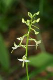 Platanthera bifolia