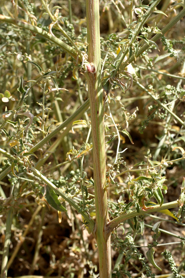 Image of Atriplex aucheri specimen.