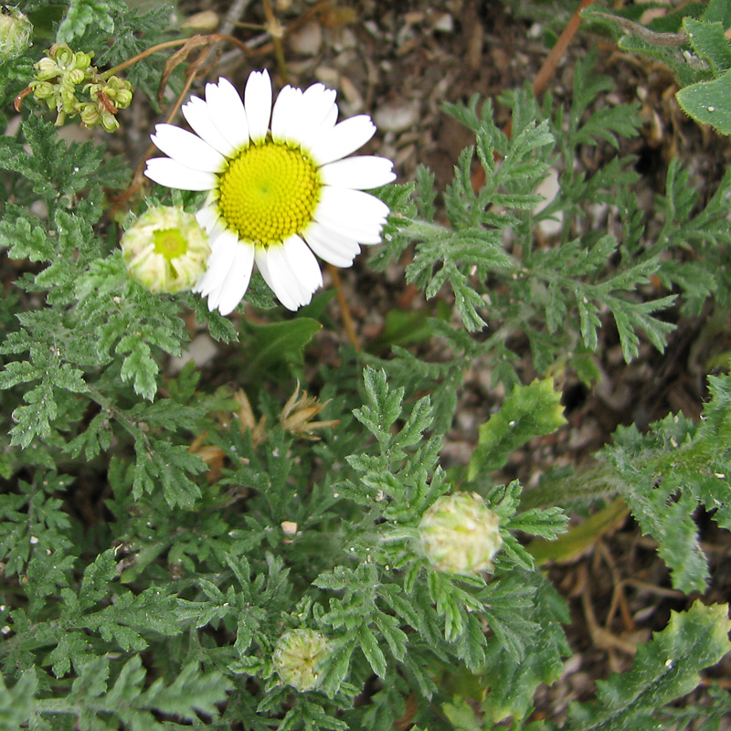 Image of Anthemis ruthenica specimen.