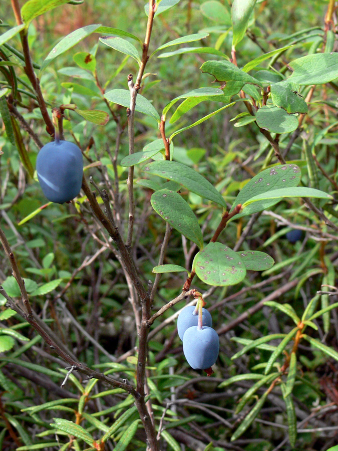 Image of Vaccinium uliginosum specimen.