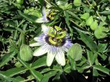 Passiflora caerulea