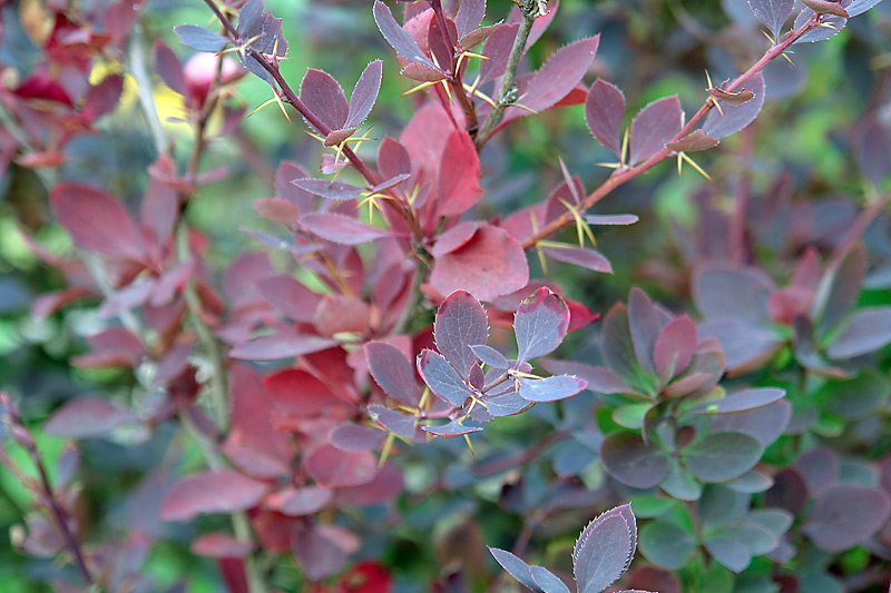 Изображение особи Berberis vulgaris.