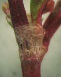 Persicaria × lenticularis. Раструб. Крым, Симферополь, западный берег Симферопольского водохранилища. 18 ноября 2011 г.