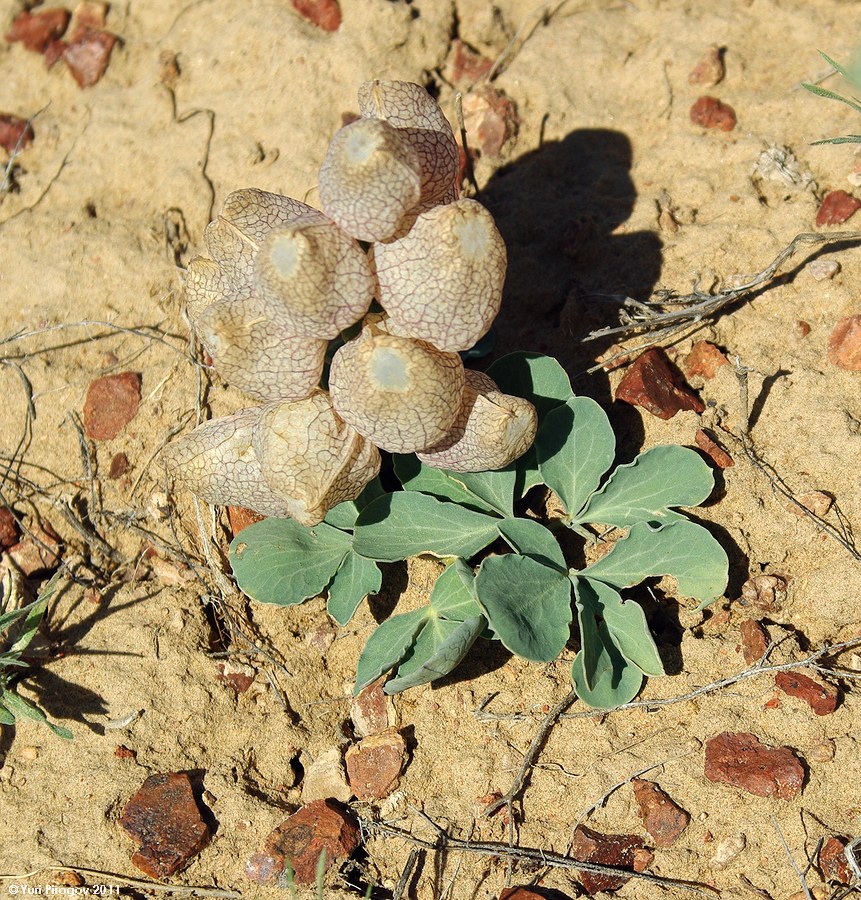 Image of Leontice incerta specimen.