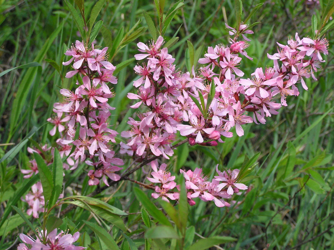 Image of Amygdalus nana specimen.