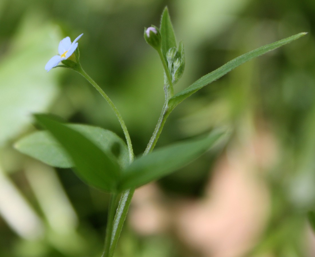 Image of Omphalodes scorpioides specimen.